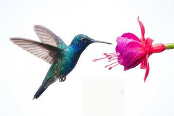 Fototapeta premium Hummingbird Hovering Near Vibrant Fuchsia Flower in Garden