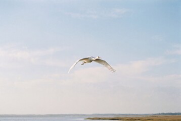 Naklejka premium White crane flying over blue sky in nature landscape