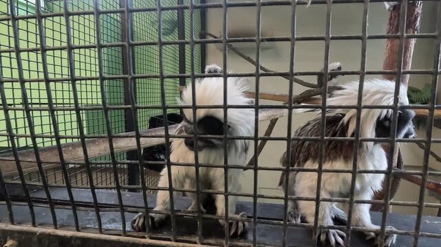 Multiple cotton-top tamarins jumping and perching on branches inside a zoo enclosure.