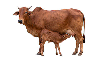 Brown indian cow nursing a calf on white background, png isolated on, transparent background © PNG Studio 99