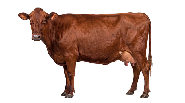 Brown jersey cow standing sideways on black background, full png isolated on transparent background