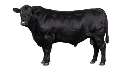 Muscular black angus bull standing proudly on a black png isolated on transparent background © PNG Studio 99
