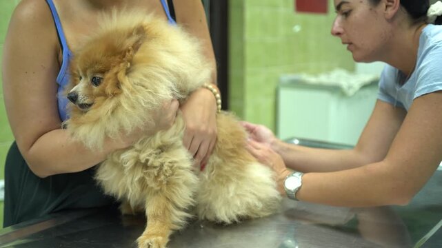A veterinarian injecting a vaccine into a Pomeranian dog pet