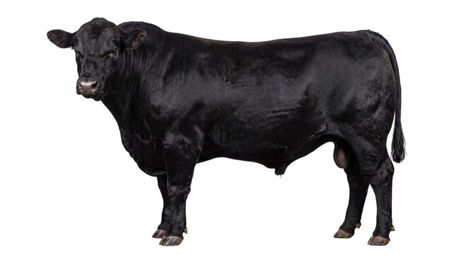 Muscular black angus bull standing proudly on a black png isolated on transparent background