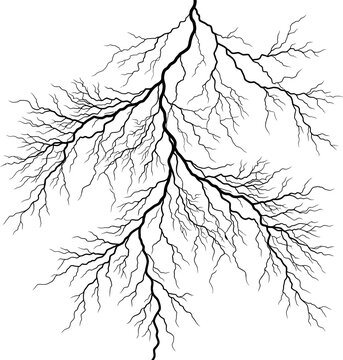 Branching network silhouette against a white background detailed organic form