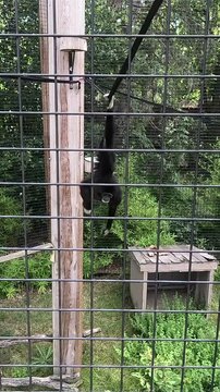 Slow motion vertical video of an active Lar Gibbon swinging across ropes and approaching the fence.