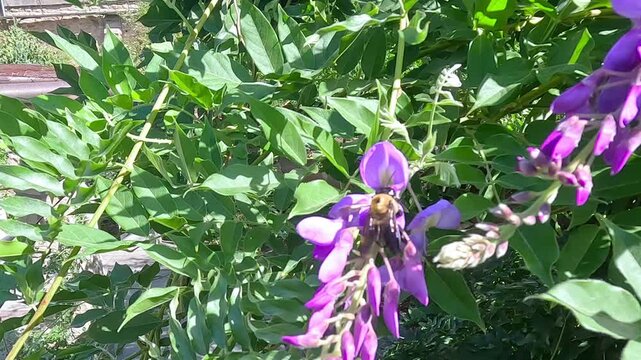 A large bumblebee collecting nectar from purple flowers and flying away.
