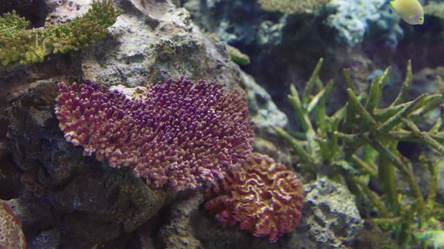 Vibrant underwater scene featuring purple acropora coral and diverse marine life. Tropical fish swim among rocky formations and colorful coral species in a healthy ocean reef ecosystem.