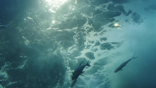 Sunlight beams through clear blue ocean water with fish swimming near the surface. Underwater view of marine life, ripples, and bright light in a tropical sea environment. Beautiful aquatic scene.