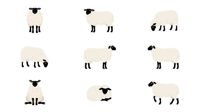 Multiple white sheep in different poses shown as a flat vector illustration set for design projects