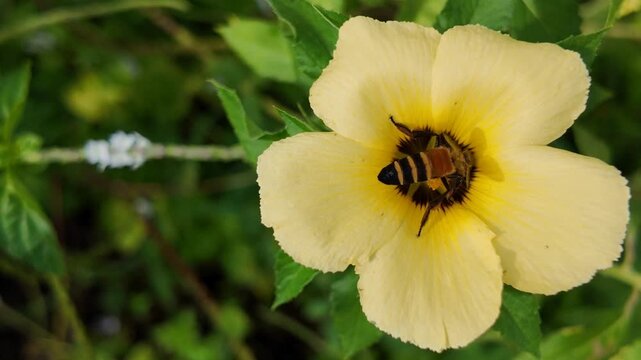 A golden flower becomes a tiny world of discovery as a striped bee searches its dark center for nectar, surrounded by lush green leaves and tranquil beauty.