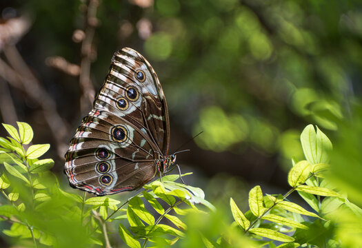 Blue Morpho butterfly (Morpho menelaus) resting on leaves in tropical environment. Underside view of the wings. 