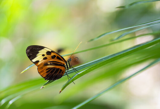 Tiger Longwing butterfly (Heliconius ismenius) perched on leaves. Natural green background with copy space.