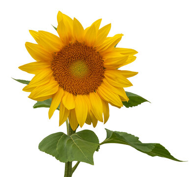 Beautiful yellow sunflower blooming in summer. Closeup. Isolated on transparent background. 