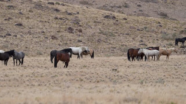 Panning view of the north Onaqui wild horse herd in the Utah desert near Simpson Springs.