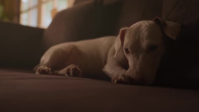 A dog is resting on the sofa at home.