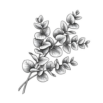 Vintage botanical engraving of eucalyptus branch with leaves