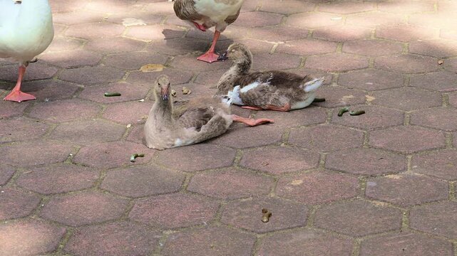 Pair of brown geese resting
