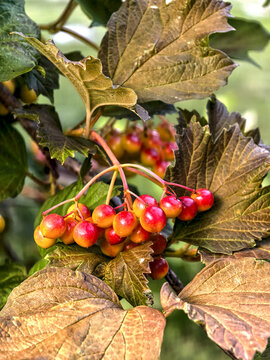 Colorful Viburnum Berries Ripening on Sunlit Garden Shrub