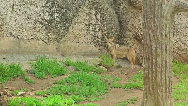 Gray fox alert to the sounds of its habitat