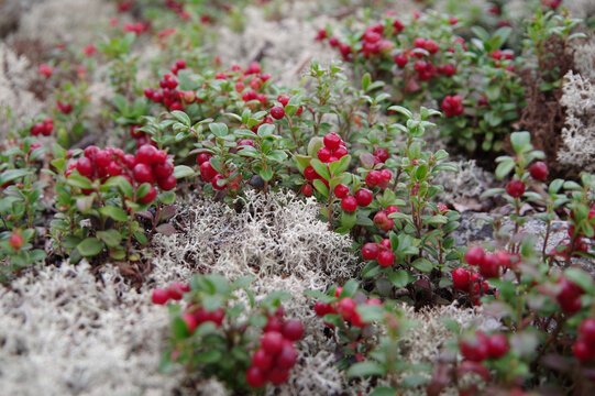 Bright red berries of cranberry cranberries on the bushes with green leaves grow on white moss branches on the ground