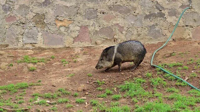 Side view of a collared peccary.