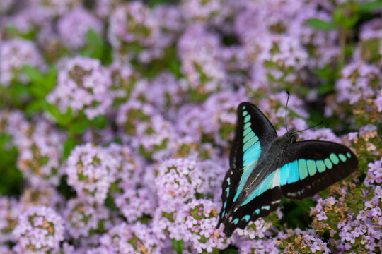Papillon Graphium sarpedon pos&eacute; sur de petites fleurs violettes