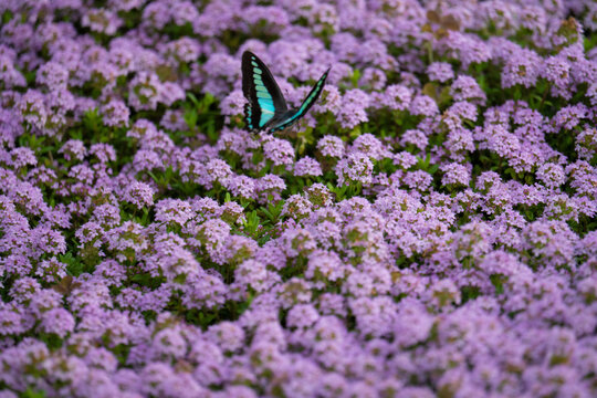 Papillon Graphium sarpedon en vol au-dessus d&rsquo;un tapis de fleurs violettes