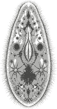 Detailed microscopic illustration of a paramecium ciliate single celled organism showcasing internal structures and cellular anatomy for science education.