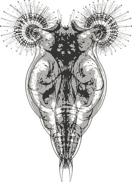 Black and white vector illustration of a rotifer microscopic organism, ideal for biology, zoology, and scientific research concepts.