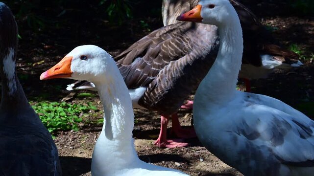 approaching a group of geese