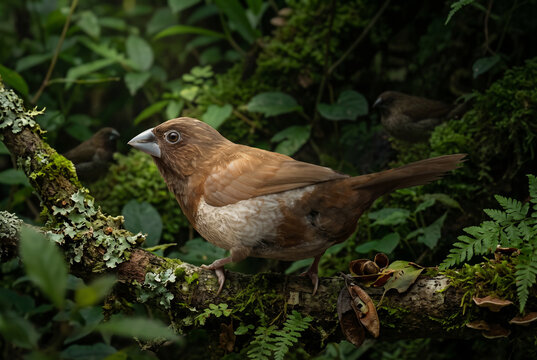 Java Sparrow Finch (Lonchura striata domestica) in a Natural Outdoor Habitat