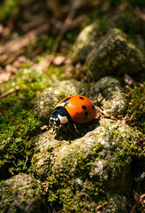 Naklejka premium Ladybug on mossy rock nature and biodiversity environmental conservation insect macro in natural habitat