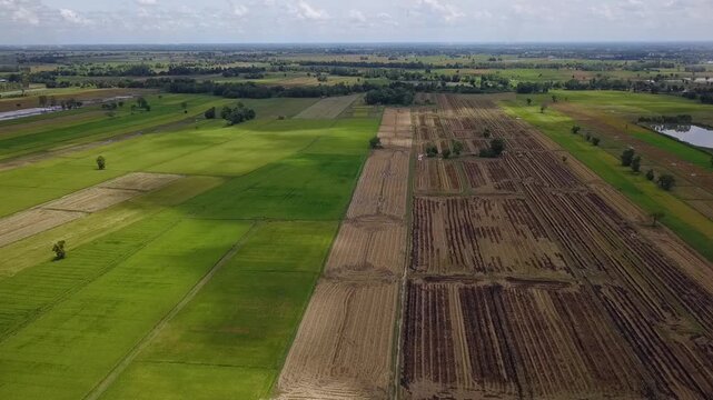 Aerial view of many acres of rice fields.