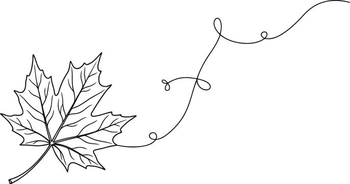 Elegant hand drawn maple leaf with flowing vine illustration