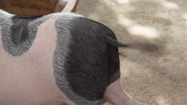 Back view of cute spotted miniature pig wagging tail while eating on farm
