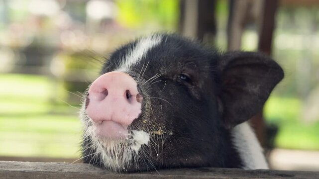 Cute black miniature pig resting chin on wooden fence looking curious on farm