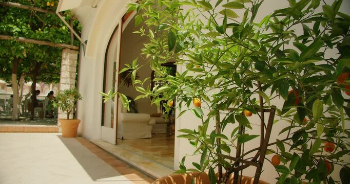 Lemon tree in terracotta pot by sunny Mediterranean villa terrace on Capri Island