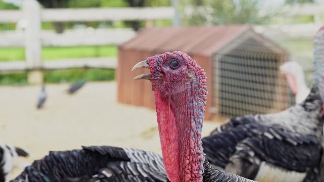 Close up of domestic turkey head opening beak looking curious on poultry farm