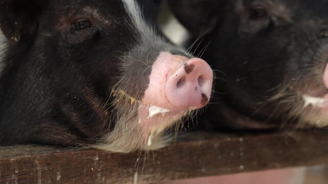 Close up shot of cute black piglet snout with white milk stains on lips after feeding