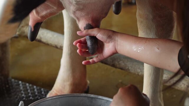 Little girl practicing hand milking a cow with assistance on educational farm visit