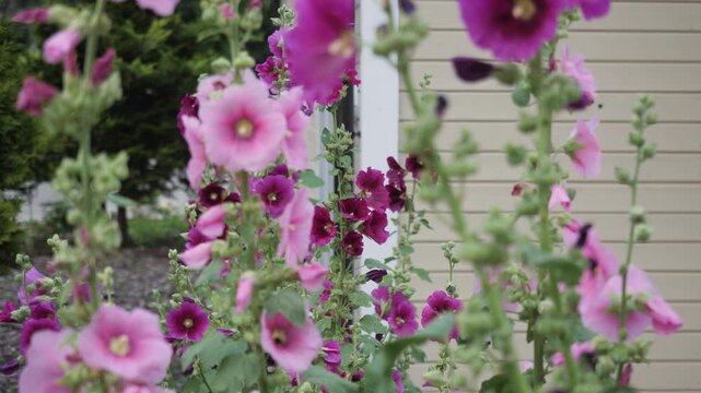 A rack focus shot shifting focus to pink and purple hollyhock blossoms in the background as a bee lands inside a flower to collect pollen