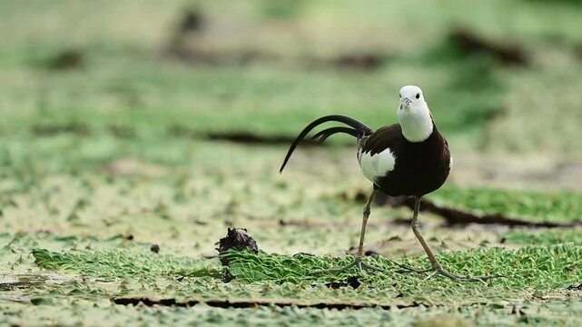 Cinematic nature video featuring a wild waterfowl gliding gracefully over a lush botanical marsh, highlighted by soft natural lighting and a beautiful depth of field.