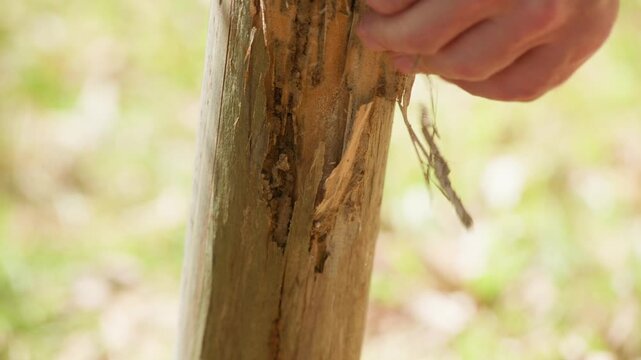 Close up of man inspecting pine timber play equipment for termite damage, pressing weathered wood to reveal concealed pest damage. Home maintenance, pest inspection, property protection concept. 2