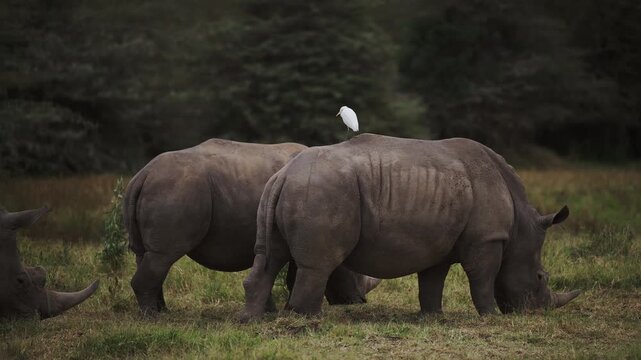 Cattle Egret Bird on a White Rhinos Back, African Wildlife Symbiotic Relationship and Mutualism Between Two Different Species on Safari in Kenya in Africa.