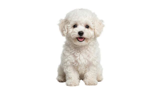 Cute white bichon frise puppy sitting and looking at the camera with a happy expression and fluffy curly fur texture isolated on transparent background