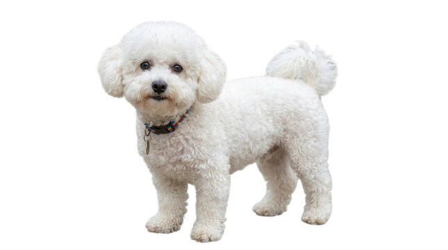 Cute fluffy bichon frise dog standing and looking at camera with a friendly expression in a studio photography shot isolated on transparent background