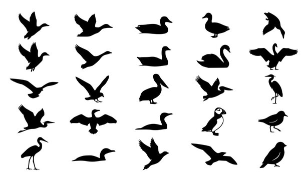 Premium bird and duck silhouette vector collection with editable flying waterfowl marine and wildlife icons