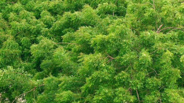 High angle view of lush green forest treetop canopy swaying in the breeze