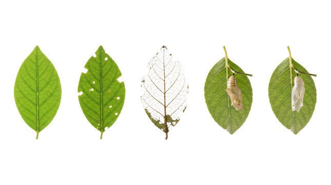 Natural leaf life cycle sequence, green foliage with insect damage and skeleton leaf, butterfly cocoon on leaves for biology education isolated PNG with Transparent Background